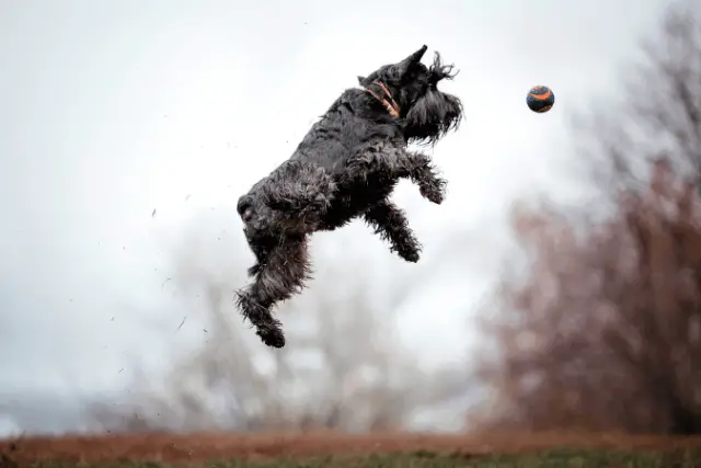 Miniature Schnauzer