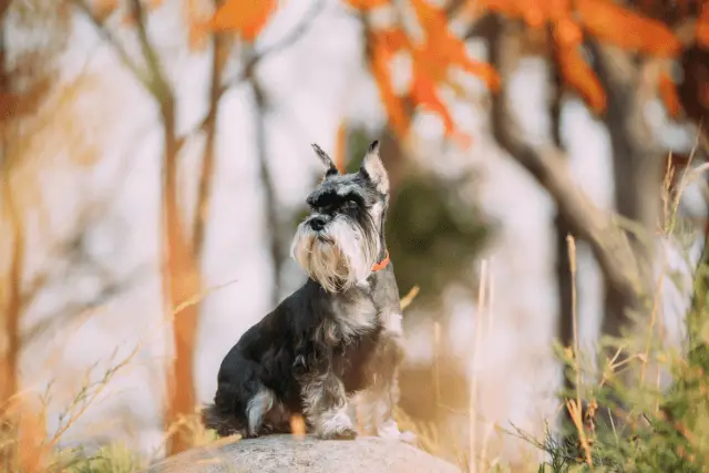 Miniature Schnauzer