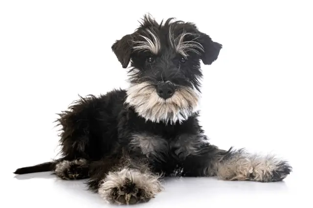 Miniature Schnauzer