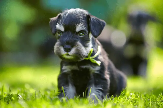 Miniature Schnauzer