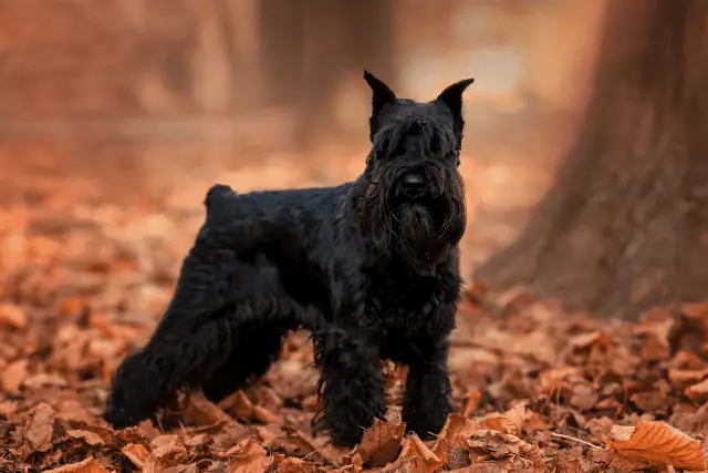 Miniature Schnauzer