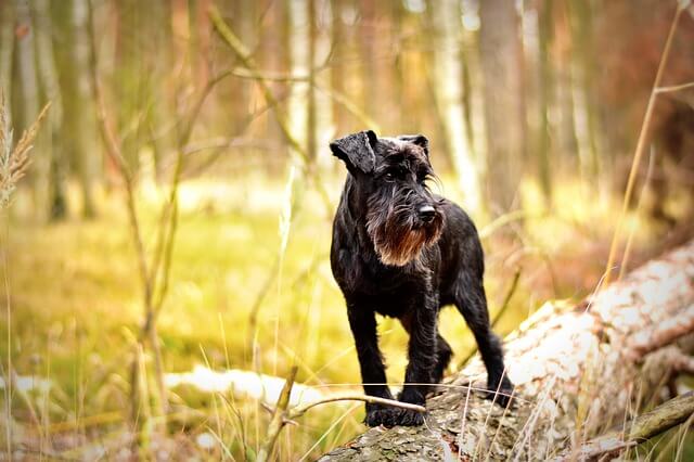 miniature-schnauzer in woods