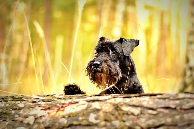 miniature schnauzer peeking