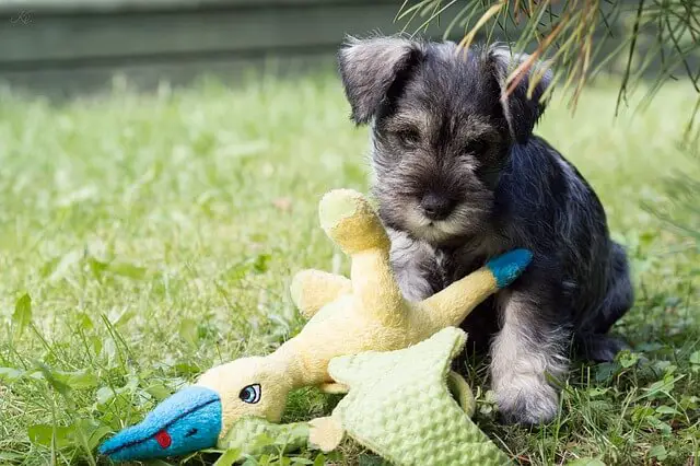 miniature schnauzer puppy