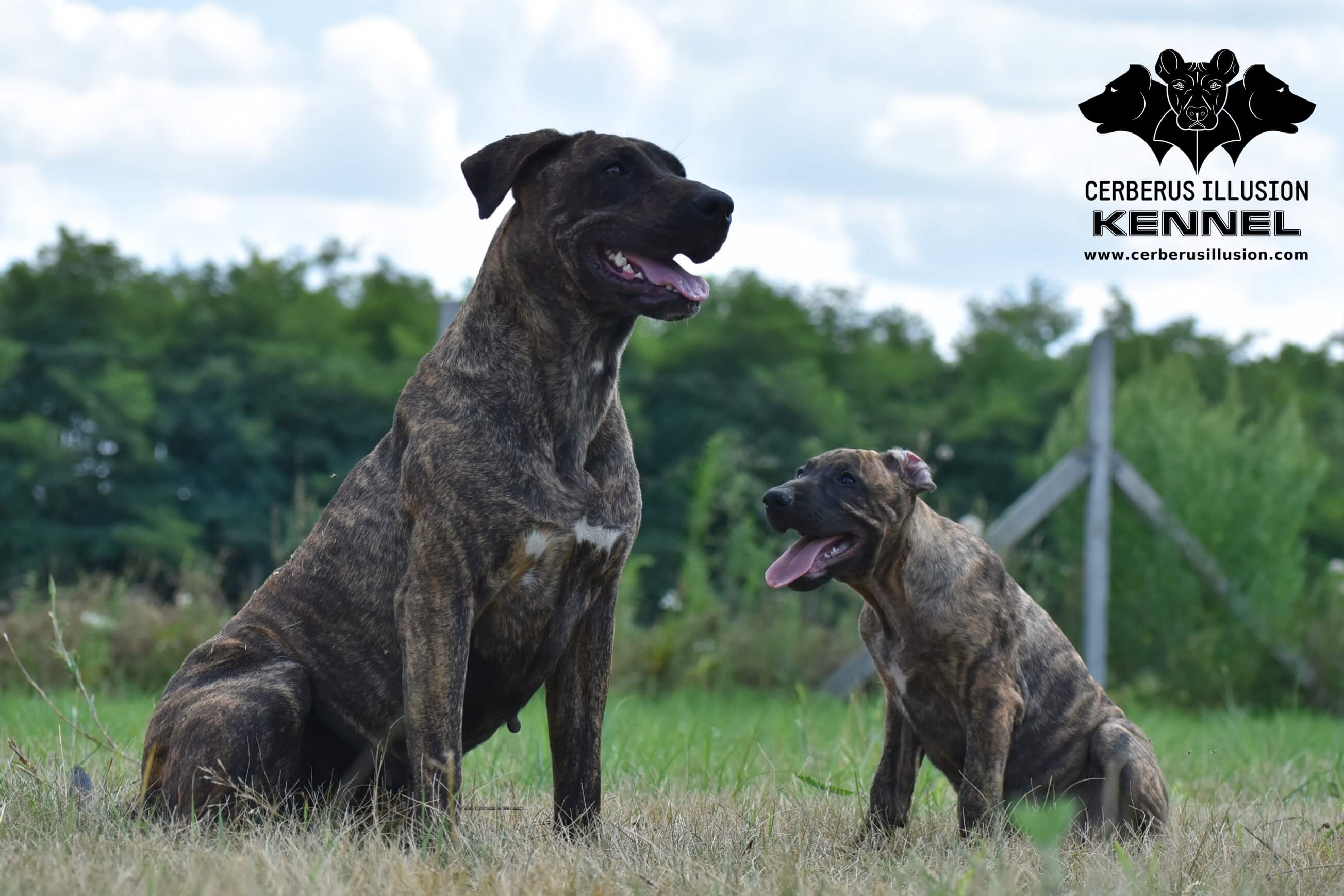 mamá y cachorro cimarron uruguayo