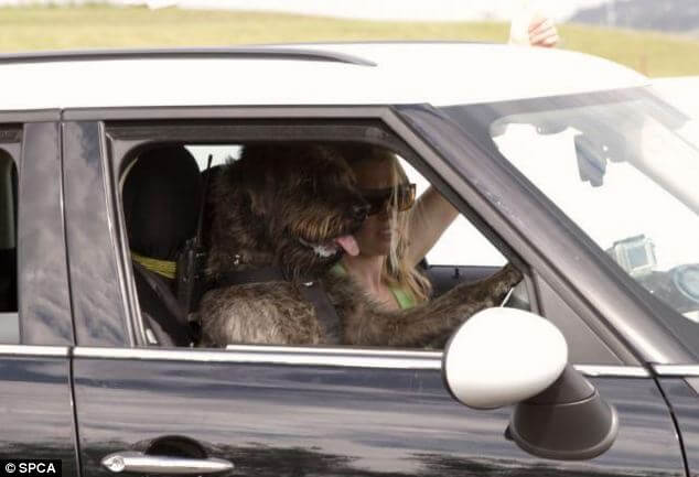 monty and trainer in car