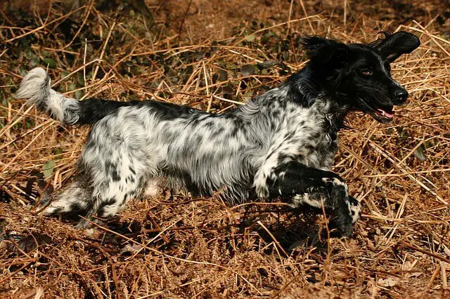 mottled dog running