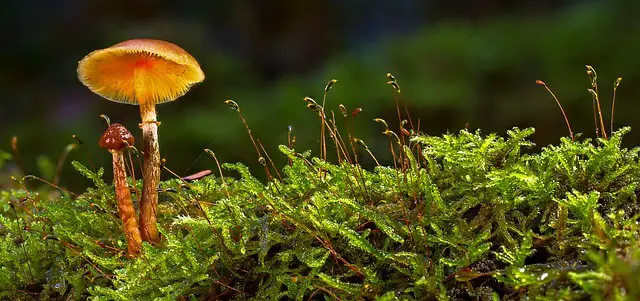 mushroom closeup