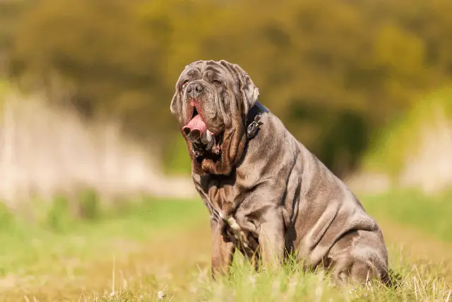 Neapolitan Mastiff