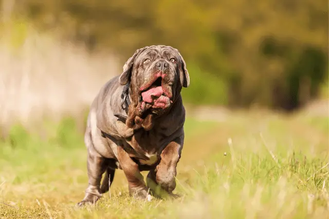 Neapolitan Mastiff