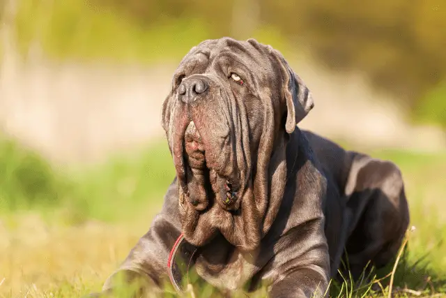 Neapolitan Mastiff