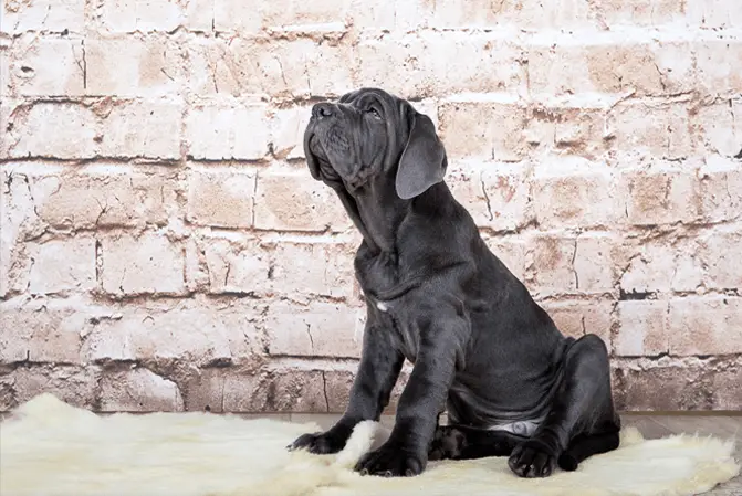 Neapolitan Mastiff puppy