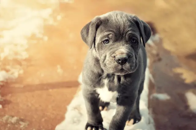 neapolitan mastiff puppy