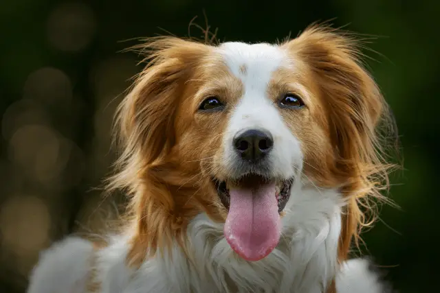 Nederlandse Kooikerhondje