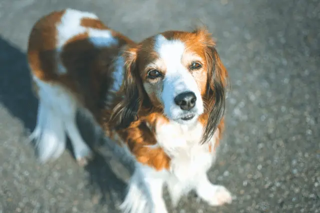 Nederlandse Kooikerhondje