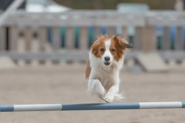 Nederlandse Kooikerhondje