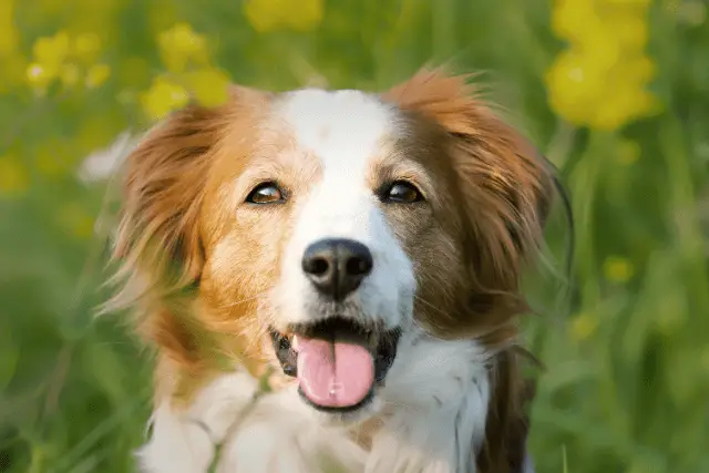 Nederlandse Kooikerhondje