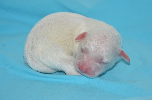 newborn puppy