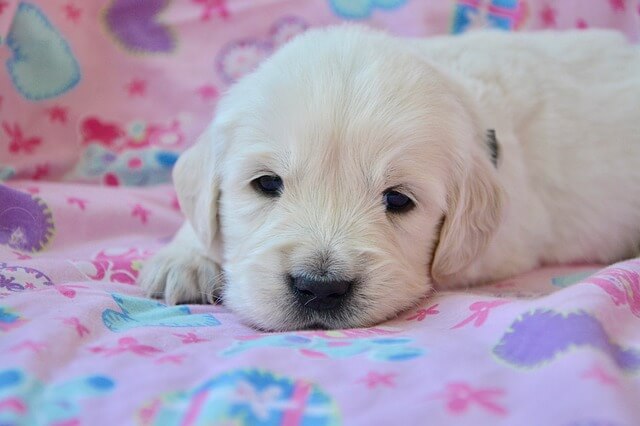 cachorro golden retriever recién nacido