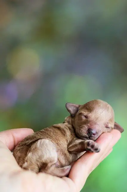 novorođeno štene