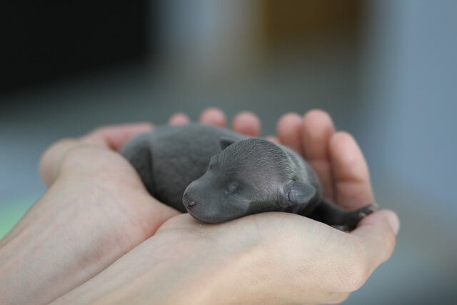 newborn puppy