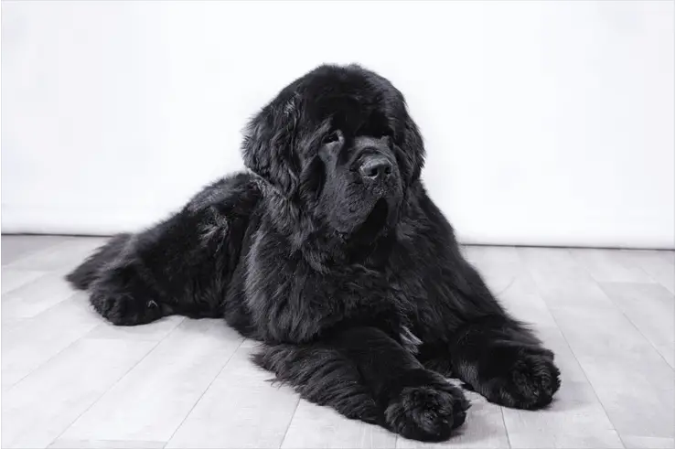 newfoundland dog laying