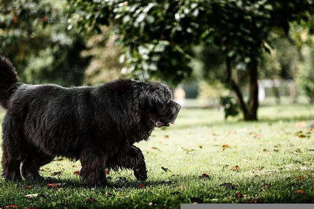 newfoundland-dog