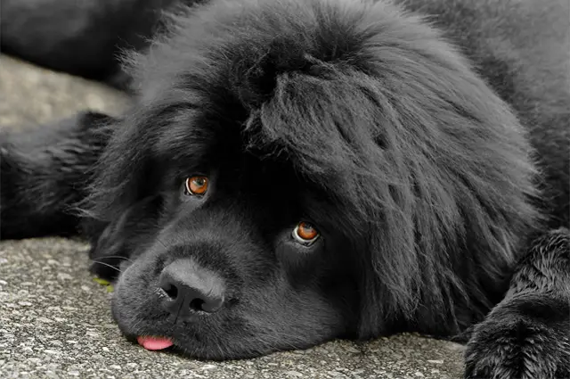 cucciolo di terranova