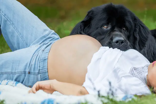 newfoundland with pregnant woman