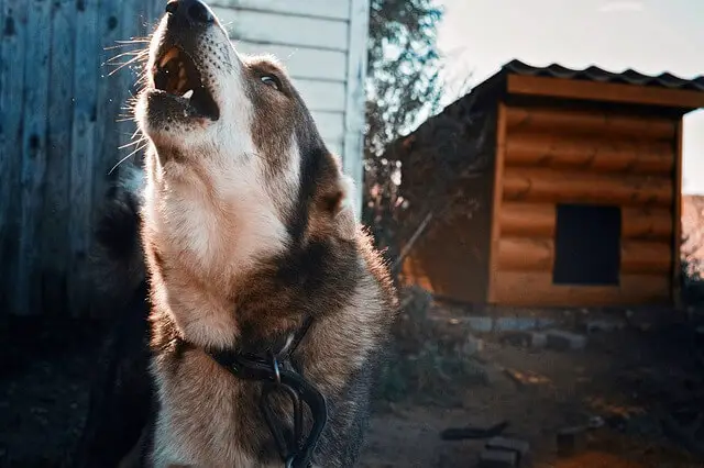 nordic dogs howling