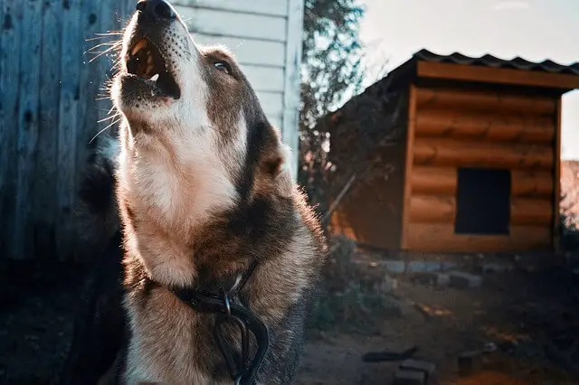 cani nordici che ululano