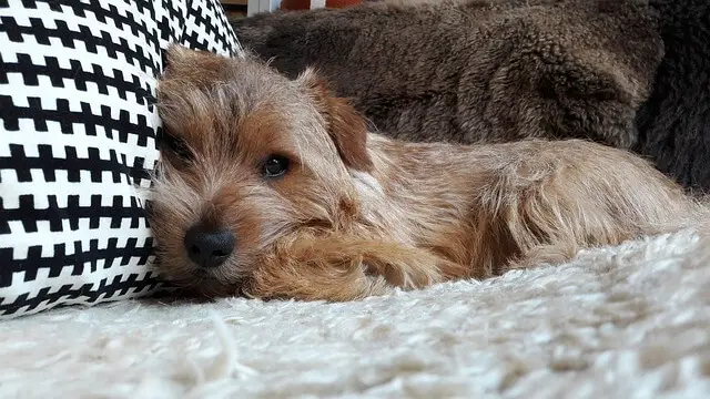 norfolk_terrier laying