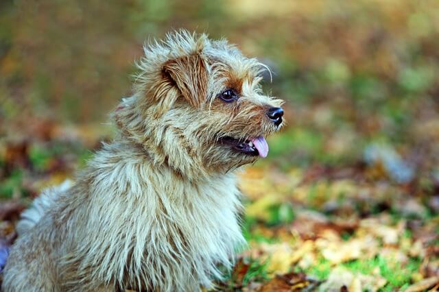 Norfolk store terrier hypoallergenic