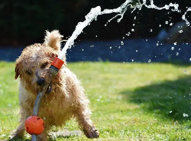 norfolk_terrier playing with hose
