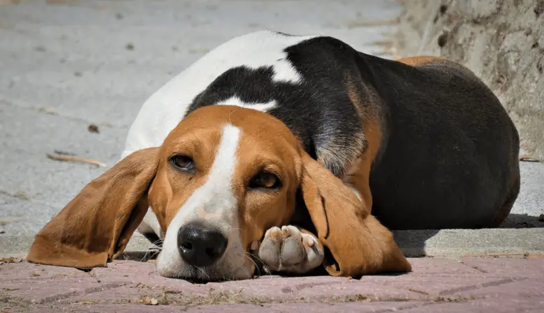 Norman Artesien Basset laying