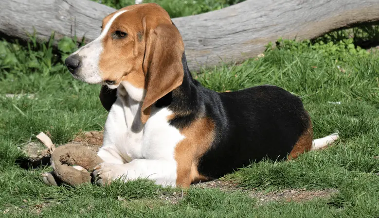 Norman Artesien Basset laying on grass