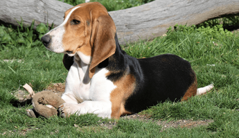 are basset artesien normand the most intelligent dogs