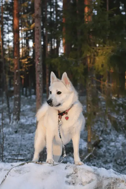 Norwegian Buhund