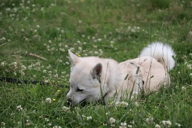 Norwegian Buhund