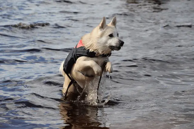 Norwegian Buhund