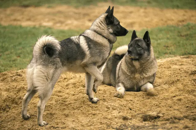 Norwegian Elkhound