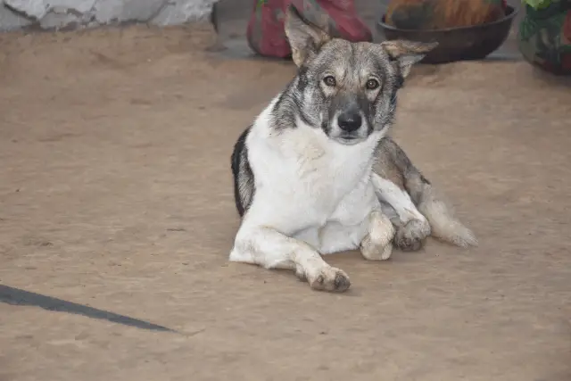 Norwegian Elkhound