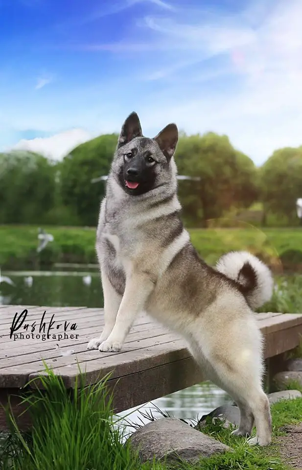 norwegian elkhound dog