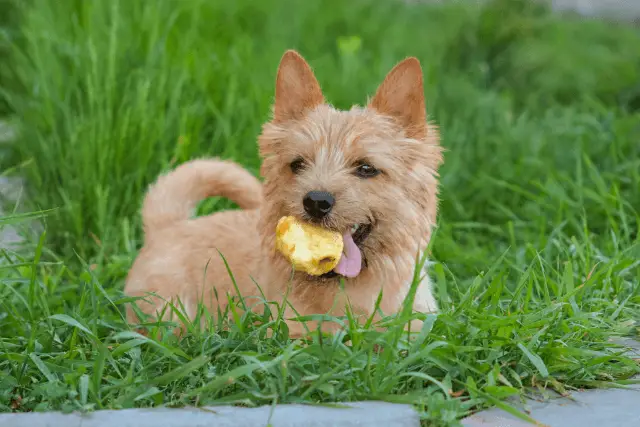 Norwich Terrier