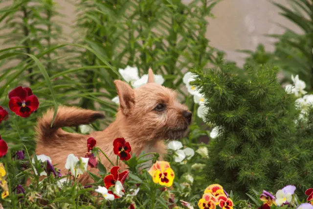 Norwich Terrier