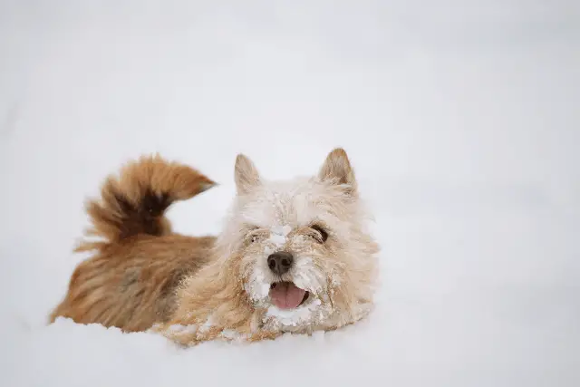 Norwich Terrier