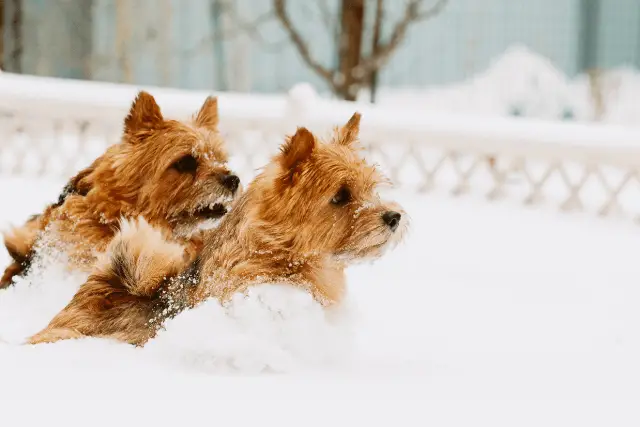 Norwich Terrier