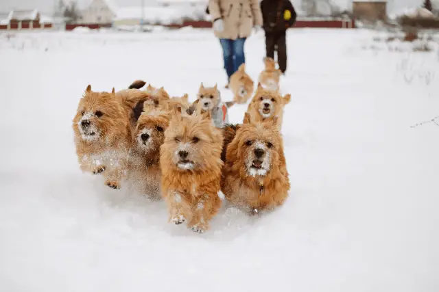 Norwich Terrier