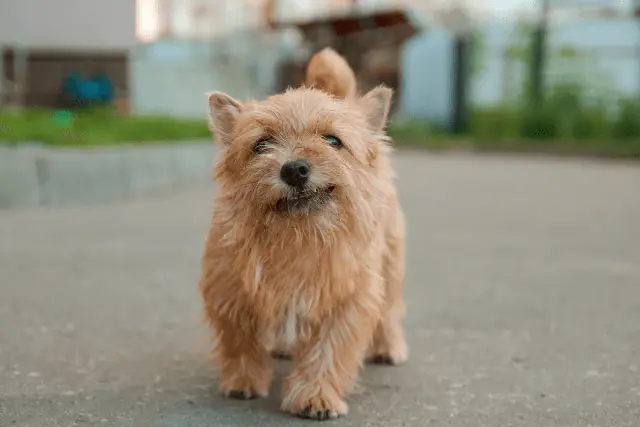 Norwich Terrier