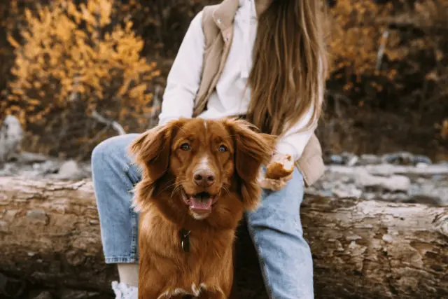 Nova Scotia Duck Tolling Retriever